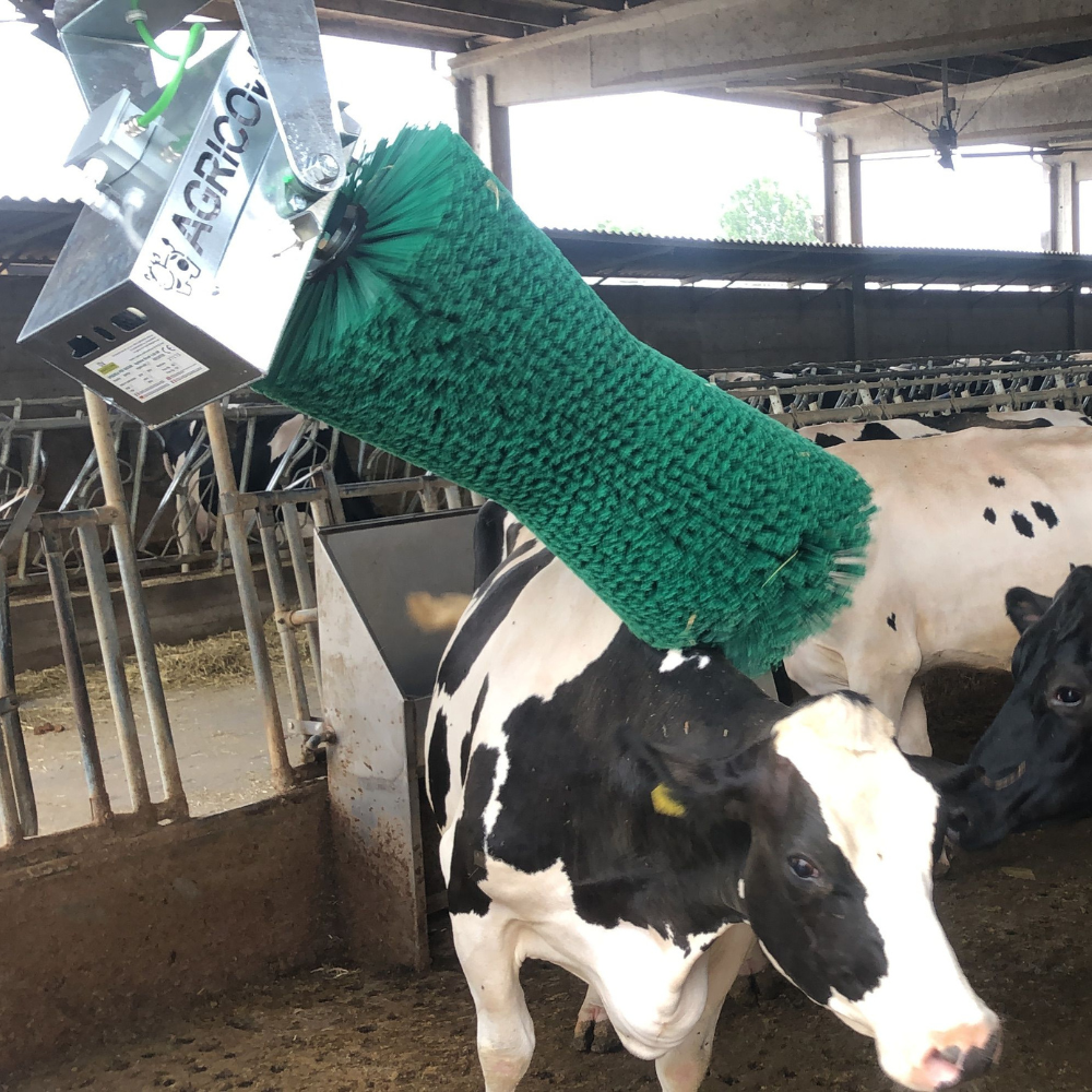 Komforta birste Pendulum